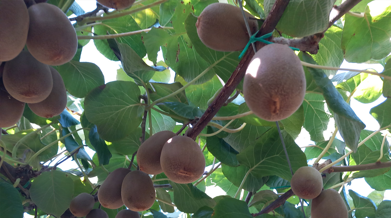 kiwi6